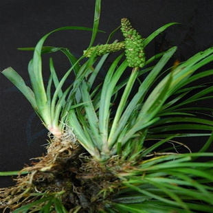 植物提取物-廠家優質供應石菖蒲提取物10:1,20:1-植物提取物盡在阿里巴巴-.