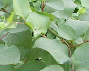 供應虎杖甙 植物提取物_醫(yī)藥、保養(yǎng)_世界工廠網中國產品信息庫