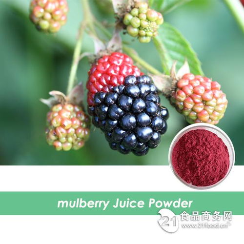 西安旭煌生物 工廠直銷高品質桑葚粉，批發價格優勢顯著